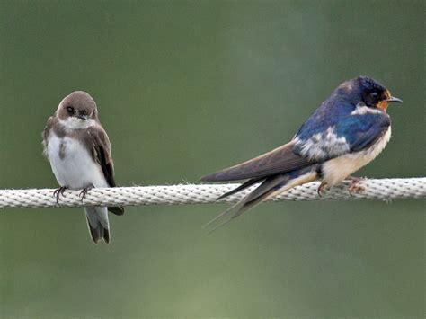 swallow picture|Photos and Videos for Bank Swallow, All About Birds, Cornell .